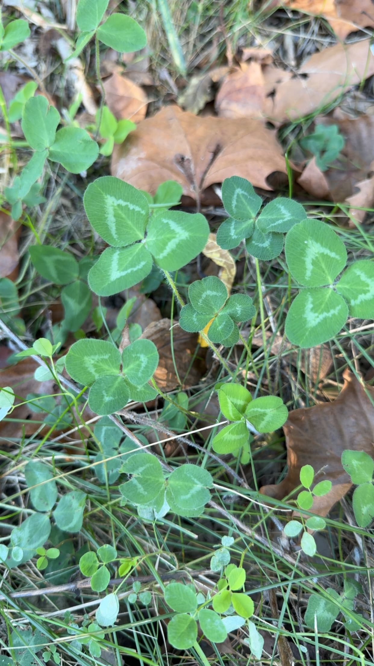 Charming Clover ScrapBee
