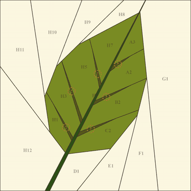 1st leaf