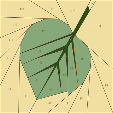 3rd Leaf