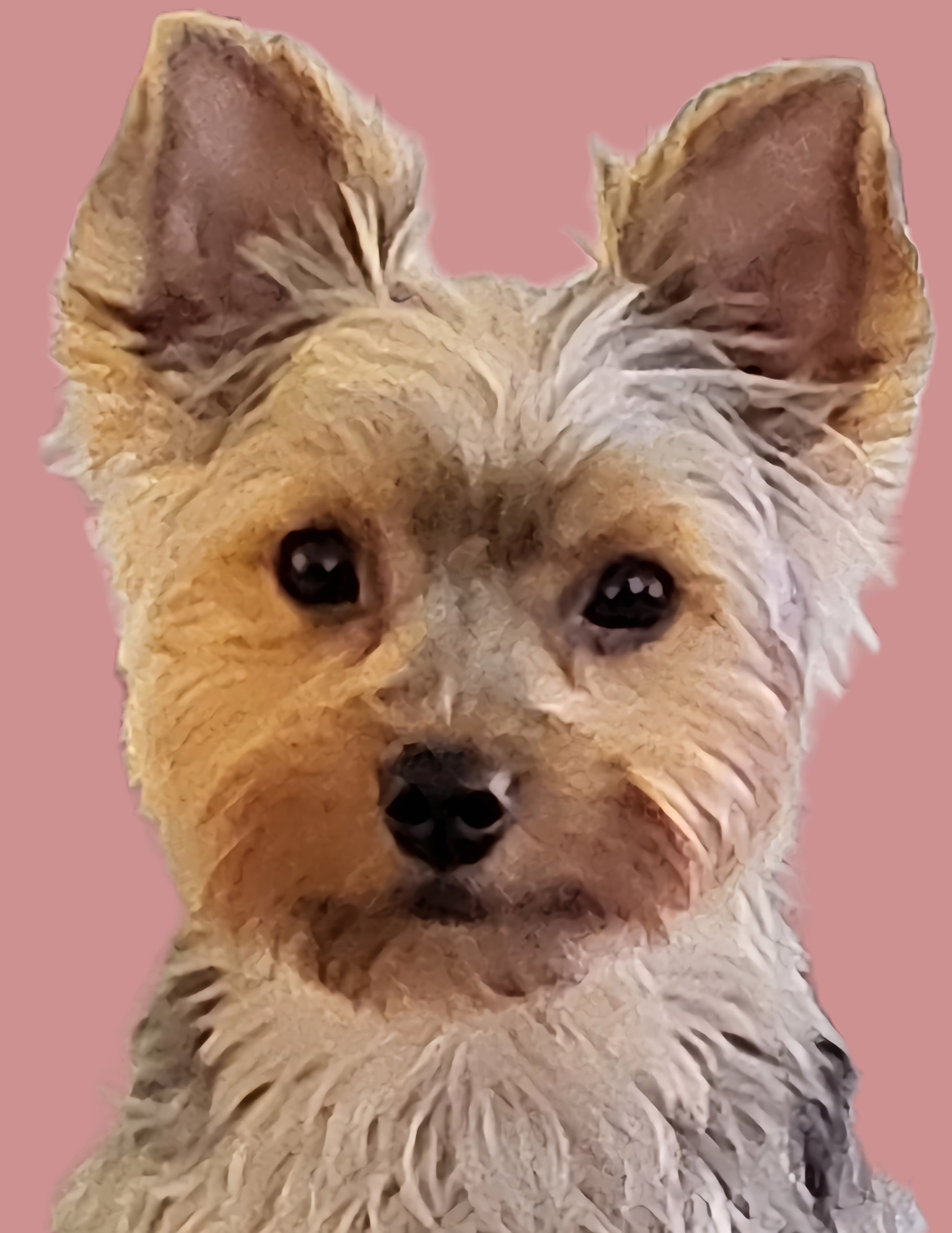 Lucy Pink