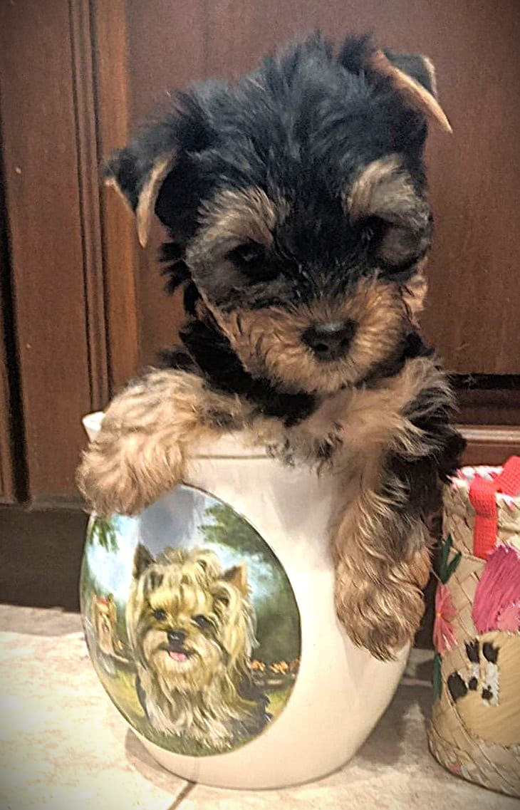 Lucy Baby In Jar