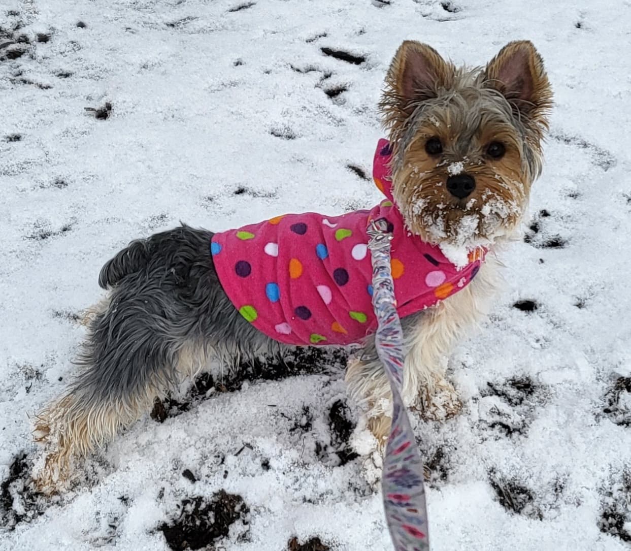 Lucy'S First Snow