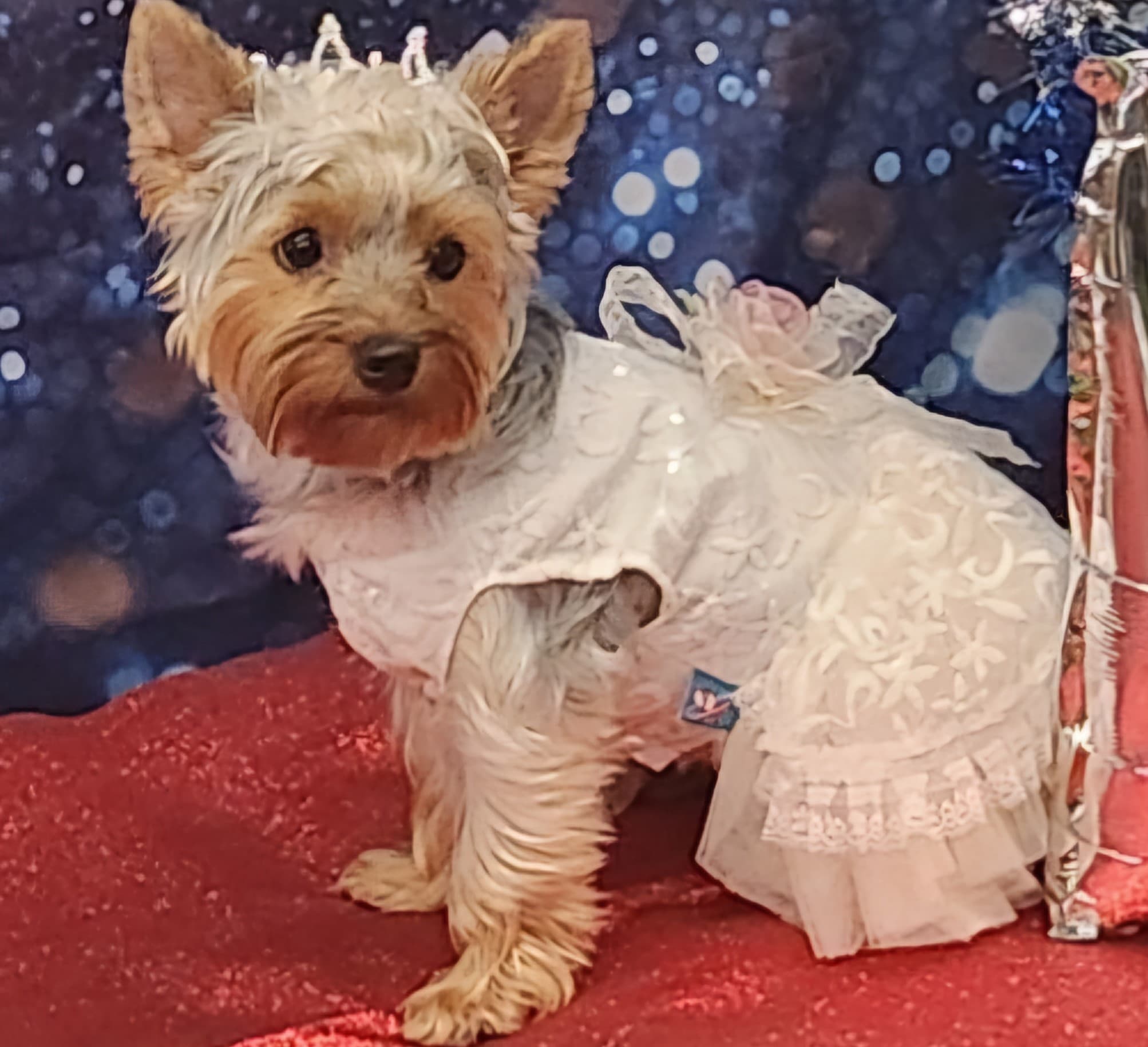 Revised Dog Prom Pic