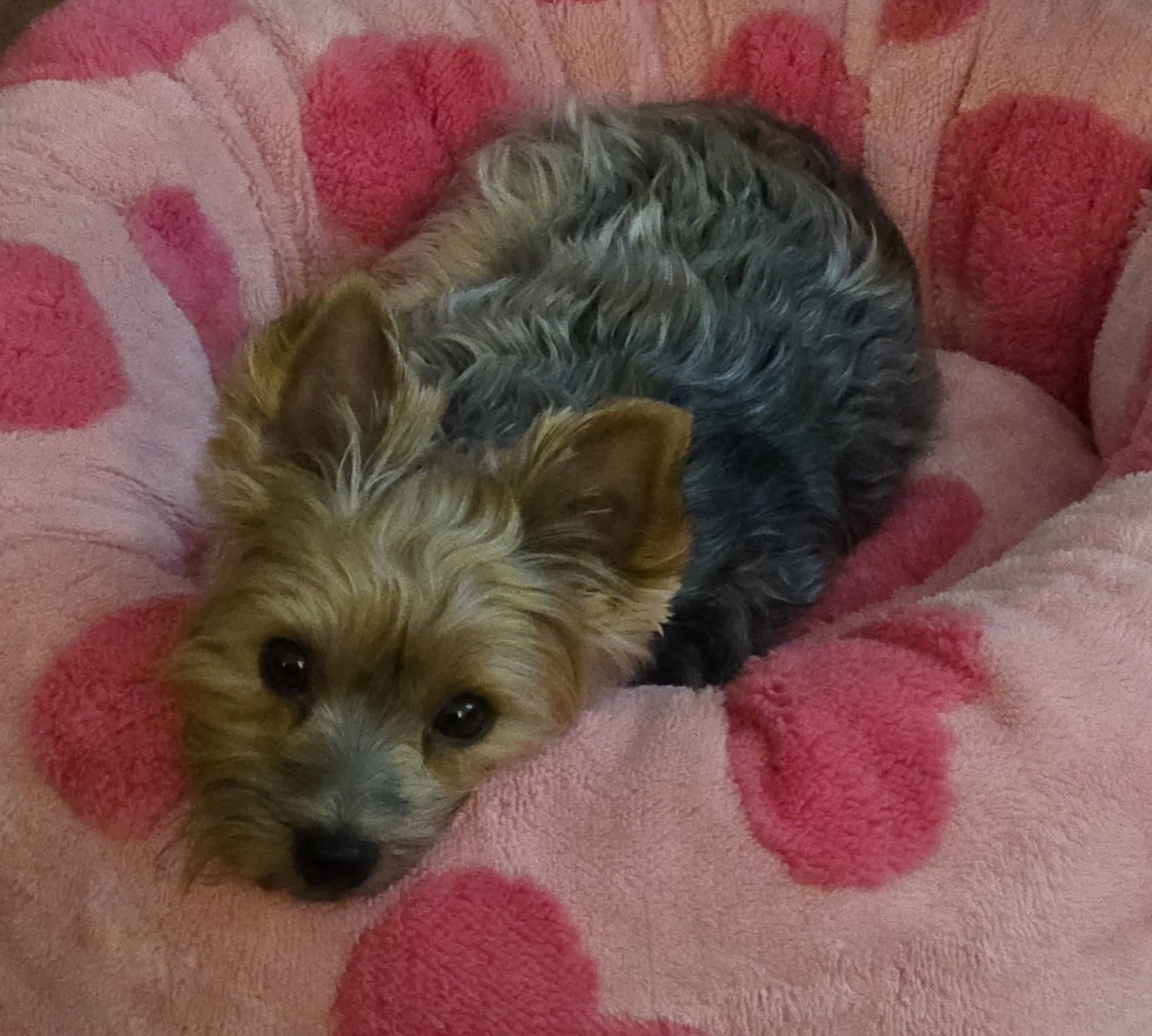 Lucy'S New Dog Bed Revised